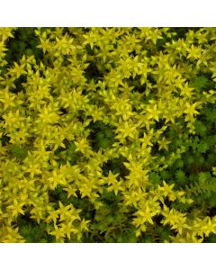 Mauerpfeffer (Sedum acre) 