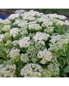 Pracht-Fetthenne (Sedum spectabile) Iceberg 