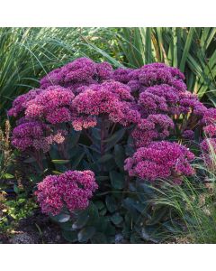 Pracht-Fetthenne (Sedum telephium) Thunderhead