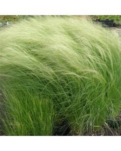 Zartes Federgras (Stipa tenuissima) Pony Tails