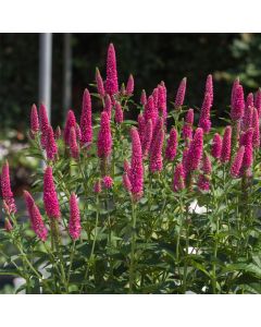 Ähren-Ehrenpreis (Veronica spicata) First Love