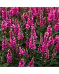 Ähriger Ehrenpreis (Veronica spicata) Bubblegum Candles