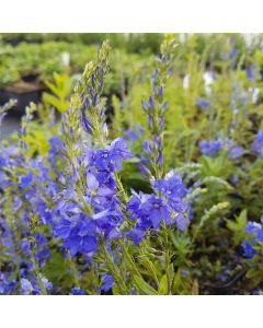 Ehrenpreis (Veronica teucrium) Knallblau