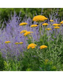 Großblumige Schafgarbe (Achillea filipendulina) Cloth of Gold