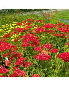 Schafgarbe (Achillea millefolium) Paprika