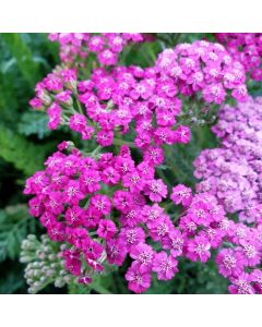 Schafgarbe (Achillea) TUTTI FRUTTI Pink Grapefruit