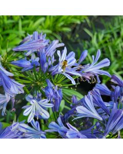 Zwerg-Schmucklilie (Agapanthus africanus) Charlotte