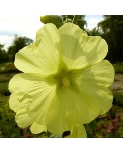 Stockrose (Alcea rosea) Sunshine