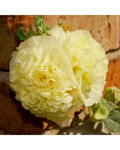 Stockrose (Alcea rosea plena ) CHATERS Yellow