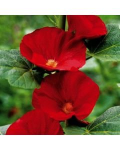 Stockrose (Alcea rosea) Mars Magic