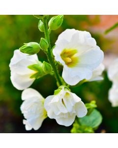 Stockrose (Alcea rosea) Polarstar