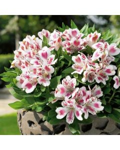 Niedrige Inkalilie (Alstroemeria) INTICANCHA White Pink Blush