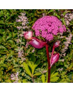 Großer Engelwurz (Angelica gigas) 