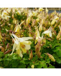 Akelei (Aquilegia) Spring Magic Yellow