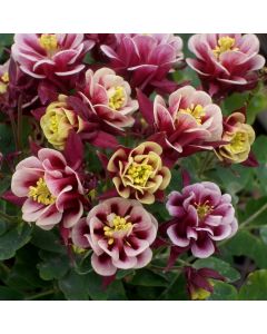 Akelei (Aquilegia vulgaris) WINKY Red-White double