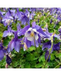 Akelei (Aquilegia x caerulea) SPRING MAGIC Blue White