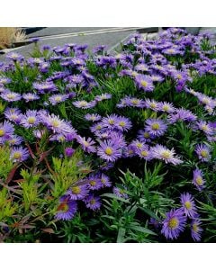 Kissenaster (Aster) Blue Lapis