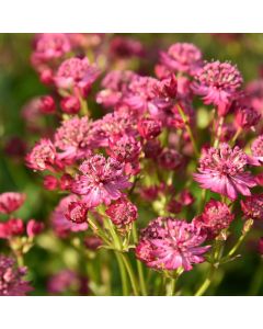 Große Sterndolde (Astrantia major) Cerise Button