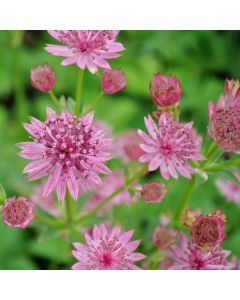 Große Sterndolde (Astrantia major) Roma