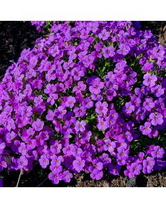 Blaukissen (Aubrieta) Hamburger Stadtpark