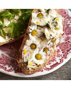 Essbare Gänseblümchen (Bellis perennis)