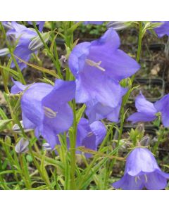 Pfirsichblättrige Glockenblume (Campanula persicifolia grandiflora) Caerulea