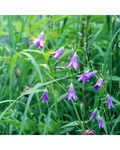 Rapunzel-Glockenblume (Campanula rapunculus) Echte Rapunzel