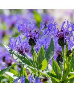 Bergflockenblume (Centaurea montana ) Bright Blue