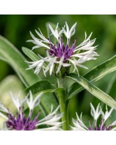 Flockenblume (Centaurea) Amethyst in Snow