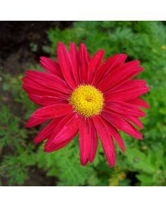 Rote Strauchmargerite (Chrysanthemum coccineum) Robinson Rot