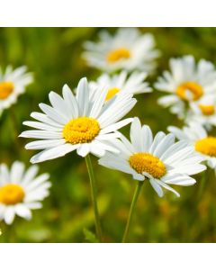 Hohe Margerite (Chrysanthemum leucanthemum) May Queen / Maikönigin