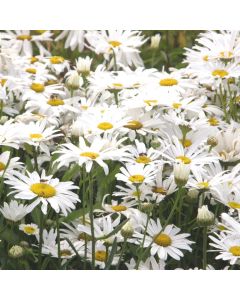 Sommermargerite (Chrysanthemum maximum ) Silberprinzessin