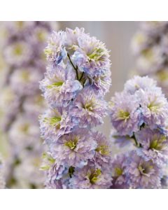 Rittersporn (Delphinium elatum) HIGHLANDER Rainbow Sensation