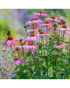 Roter Sonnenhut (Echinacea purpurea) Scheinsonnenhut 