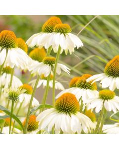 Weißer Sonnenhut (Echinacea purpurea) White Swan