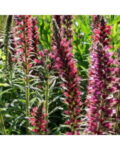 Roter Natternkopf (Echium amoenum) Red Feathers