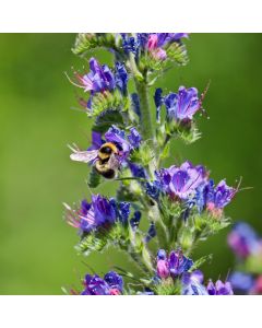 Gewöhnlicher Natternkopf (Echium vulgare)