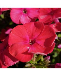 Flammenblume (Phlox paniculata) FLAME Red