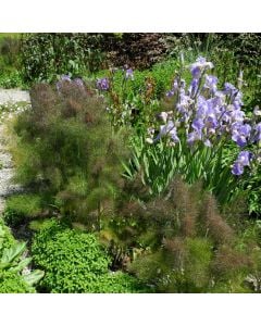 Bronze-Fenchel (Foeniculum vulgare) Purpureum