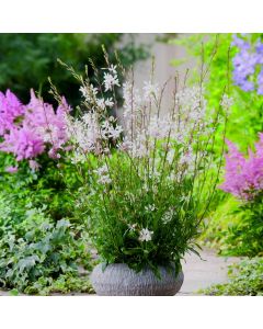 Prachtkerze (Gaura lindheimerii) Elurra