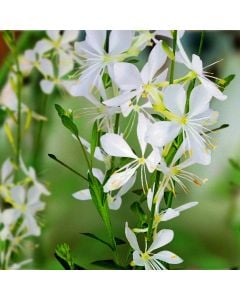 Niedrige Prachtkerze (Gaura lindheimerii) Snowbird