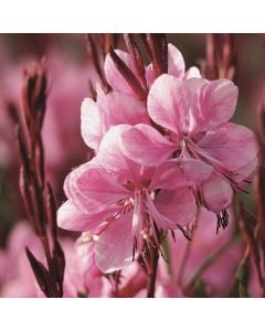 Prachtkerze (Gaura lindheimerii) Lillipop Pink