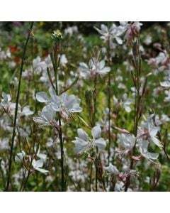 Prachtkerze (Gaura lindheimerii) Nova