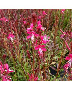 Prachtkerze (Gaura lindheimerii ) PINK DWARF