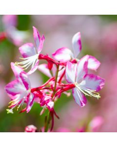 Prachtkerze (Gaura lindheimerii) Rosy Jane