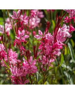 Prachtkerze (Gaura lindheimerii) Siskiyou Pink