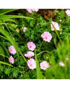 Zartrosa Storchschnabel (Geranium sanguineum) VISION Pink