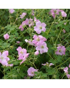 Storchschnabel (Geranium x cultorum) Dreamland