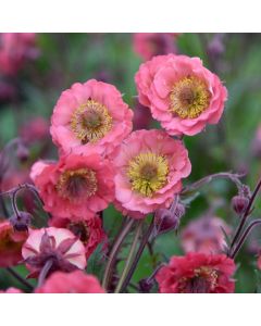 Nelkenwurz (Geum) Pink Petticoats