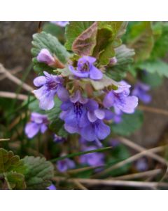 Gundermann (Glechoma hederacea)